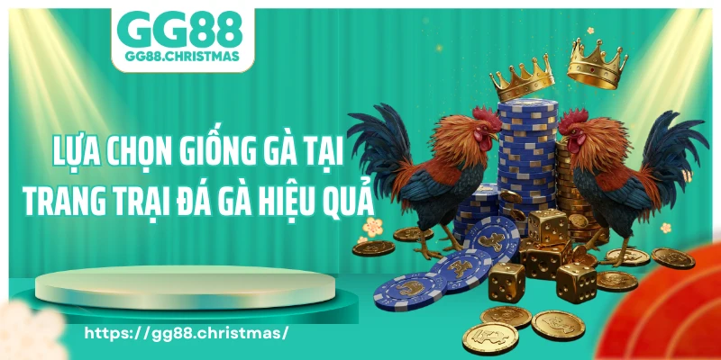 Lựa chọn giống gà tại trang trại đá gà hiệu quả