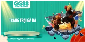 Trang Trại Gà Đá - Mô Hình Kinh Tế Hiệu Quả Thực Tiễn